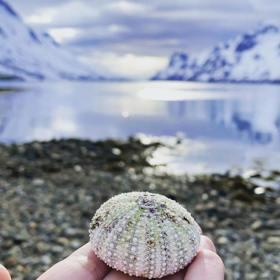 Hotel The Crush Ersfjordbotn Exterior foto